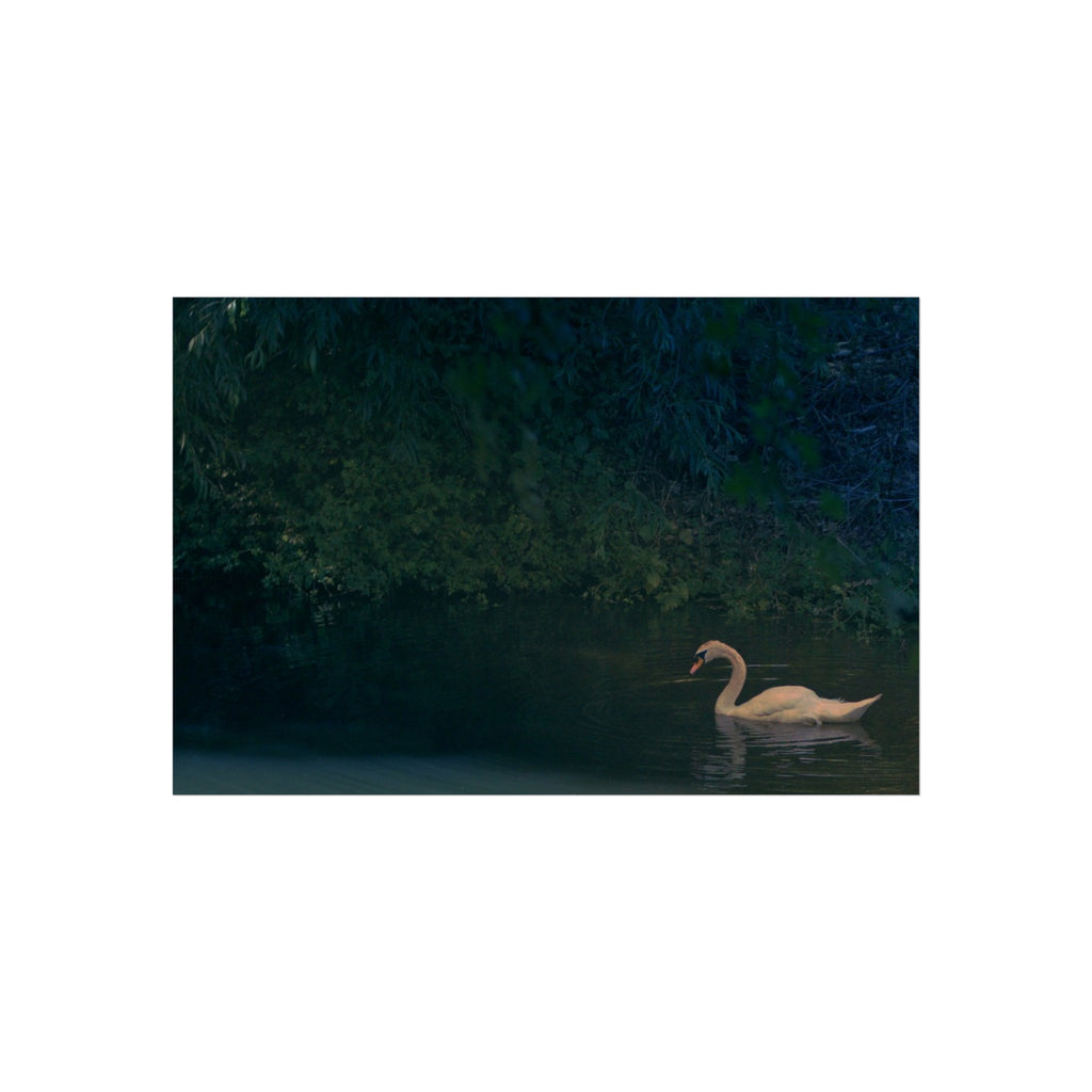 Swan at Dusk Fine Art Poster — Serene Lake Wall Art